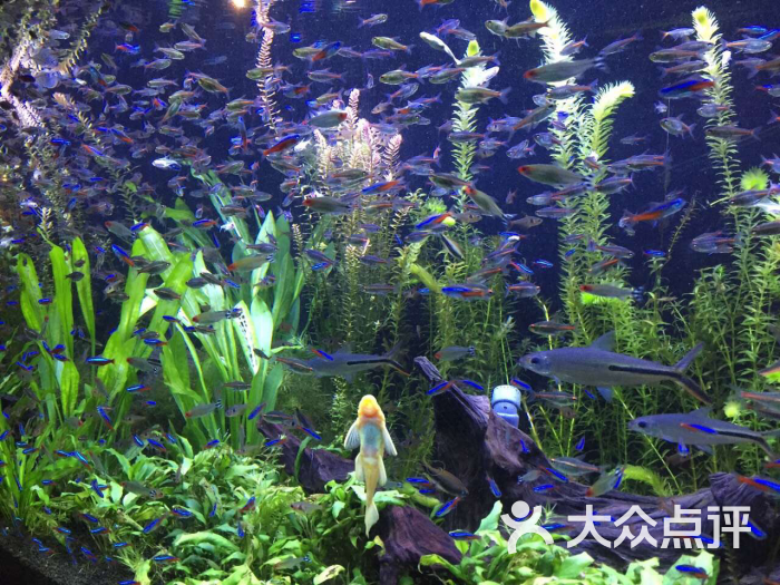 上海海洋水族館圖片 - 第2859張