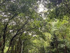 -火炉山森林公园