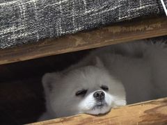 -鲜芋仙(苏州干将店)