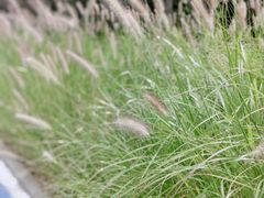 -羊亭河湿地公园