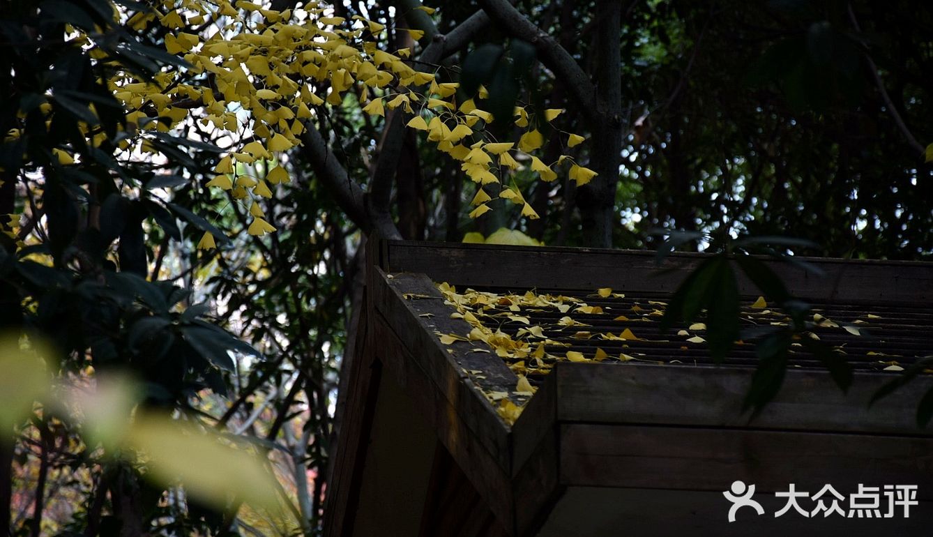 疯狂的金黄色，错过要等一年