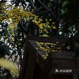 疯狂的金黄色，错过要等一年