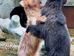 -灵玲国际马戏城