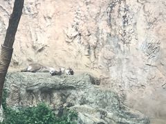 -清迈夜间动物园