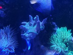 -太平洋海底世界