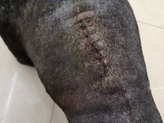 -爱侣宠医·鹦鹉专科·小型哺乳类·异宠专科(灵石路店)