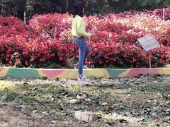 -松山湖梦幻百花洲
