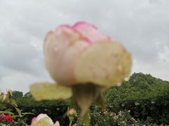 -都江堰玫瑰花溪谷