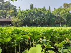 -桂湖森林公园