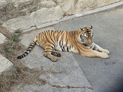 -大连森林动物园