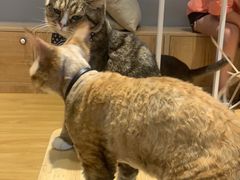 -啵啵喵·猫咖(攀华国际店)