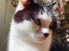 -喵屿·大理花园猫咖