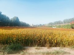 -金塔沙漠胡杨林景区