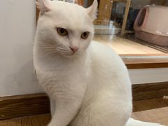 -有猫主题·治愈系猫咖(曾厝垵店)