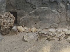-广州长隆飞鸟乐园