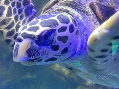 -太平洋海底世界