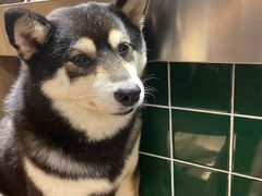 -是阿柴呀！柴犬咖啡·爱喵喵猫咖