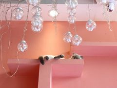 -藏猫猫咖啡主题馆(中央大道店)