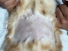 -乐琪宠物医院·犬猫专科·骨外科·急重症