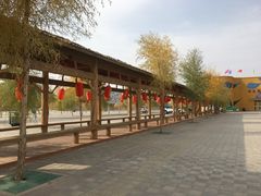 -金塔沙漠胡杨林景区