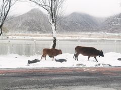 -大九湖