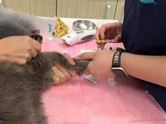 -北京观赏动物医院·24小时大型综合·猫专科·异宠专科