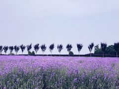 -曲江薰衣草庄园