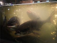 -坛宗剁椒鱼头(河西王府井店)