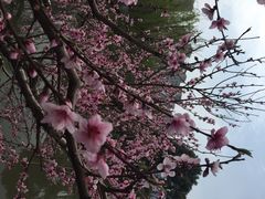 南汇桃花村-南汇桃花村