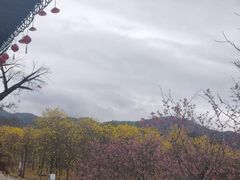 -天适樱花悠乐园