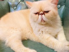 -猫色咖啡·猫咖