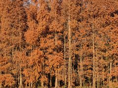 -上海海湾国家森林公园