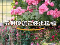 -大关公园