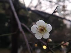 -玉树公园