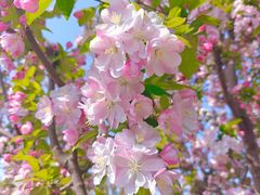 -海棠花溪(元大都城垣遗址公园)