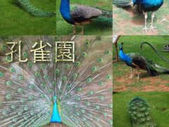 -昆明动物园