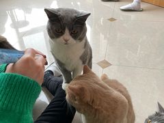 -Catmate·猫肥家润(金润铂宫店)