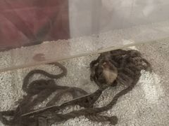 -红岩魂陈列馆