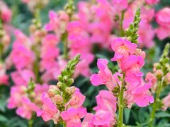 -东莞植物园