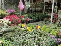 -金科花卉市场