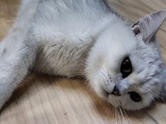 -猫尾侦探俱乐部·剧本杀·狼人杀