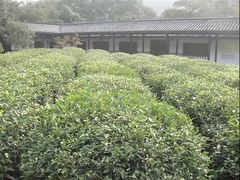 -十八棵（老龙井）御茶园(老龙井店)