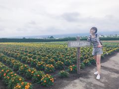 -富田农场