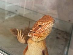 -小仙居·农家宴烤羊· 农庄