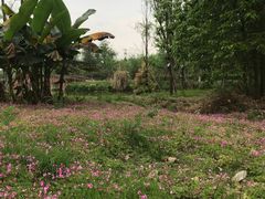 -白鹭湾湿地公园