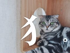 -Catmate·猫肥家润(金润铂宫店)