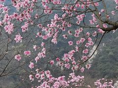 -九皇山景区