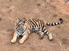 -西霞口神雕山野生动物世界