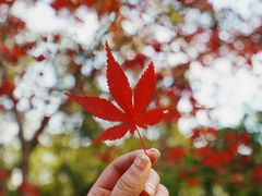 -宜兴龙背山森林公园