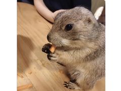 -藦茜花园宠物主题亲子互动体验馆(国顺东路店)